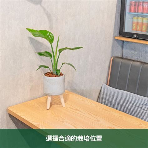 天堂鳥花束|天堂鳥植物完全栽培指南 從選擇到養護 